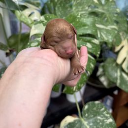 Eugene - Apricot male Poodle puppy in Monetta, South Carolina from Moonrise Poodles