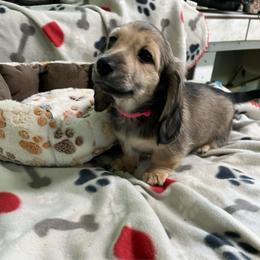 Pink - Cream female Dachshund puppy in Cumby, Texas from Dog Daze Ranch