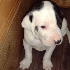 Pointers from Larry Adler's Pointers