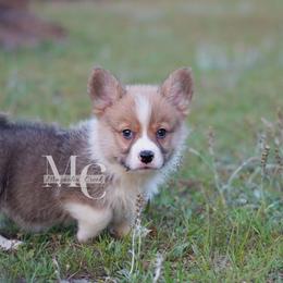 Finn (Red Male 2) - Red male Pembroke Welsh Corgi puppy in Straughn, Alabama from Magnolia Creek Corgis
