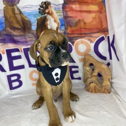 Zion - Fawn male Boxer puppy in Cache County, Utah from Red Rock Boxers