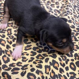 Piper - Black white and tan female Rat Terrier puppy in Brandon, Mississippi from Henry Farms Rat Terriers