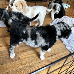 Aussiedoodle Puppies from Vali Girl Aussiedoodles