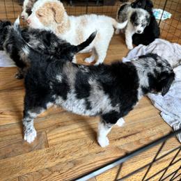 Aussiedoodle Puppies from Vali Girl Aussiedoodles