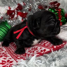 Luna Bean - Black and white female French Bulldog puppy in Waitts Lake, Washington from Best Friend standard Frenchies