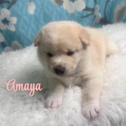 Amaya - Cream female Shiba Inu puppy in Inverness, Florida from Shore Thing Shiba’s