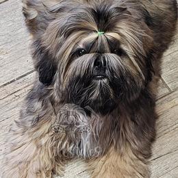 Shih Tzu puppies from Hillsides Shih-Tzu