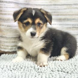 Loretta - Black and tan female American Corgi puppy in Adairsville, Georgia from Ingram's Corgis