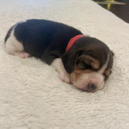 Teddy - Black tan and white male Beagle puppy in Brownsboro, Texas from Willow Bark Beagles