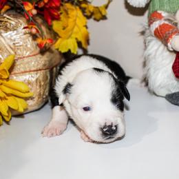 Pumpkin - Black tri female Miniature Australian Shepherd puppy in Oakland, Maryland from Yarborough Kennels