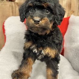Joy - Phantom female Bernedoodle puppy in Thornville, Ohio from Four Front Doodles & Friends