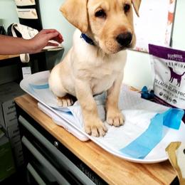 Labrador Retriever Puppies from Harrison's Lakeside Labradors