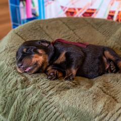 Cyclone (Burgundy) - Black and rust male Beauceron puppy in Medina, Ohio from Beaucerons Des Vents