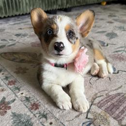 American Corgis and Pembroke Welsh Corgis from McGovern Family Corgis