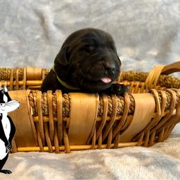 Penelope - Black female Labrador Retriever puppy in Rootstown, Ohio from Blue Bandana Retrievers