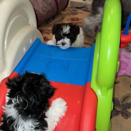 Miniature Schnauzer Puppies from Von Baron Schnauzers