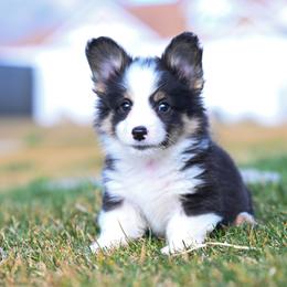 AC DC - Black and tan male Pembroke Welsh Corgi puppy in Mona, Utah from Sorensen Corgis