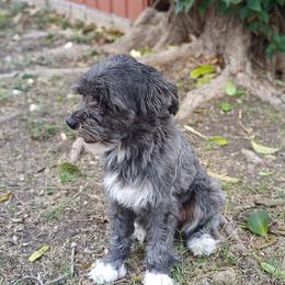 Hypaxia - Black and white female Chinese Crested puppy in San Antonio, Texas from Charming Cresteds Kennel