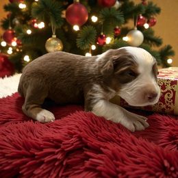 Augustus - Red tri-color male Australian Shepherd puppy in Statesville, North Carolina from Charming Australian Shepherds