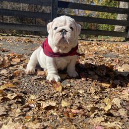 Bulldog and French Bulldog Puppies from The Georgia Bully Bunch