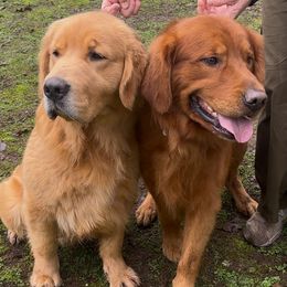 Girl 2 - Dark golden Golden Retriever puppy in Oregon City, Oregon from N.W. Mountain Retrievers