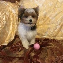 Yorkshire Terrier All Grown Up from Sauty Dog Yorkies