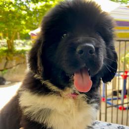 Girl Pink - Black female Newfoundland puppy in Marysville, Washington from Black Lions Newfoundlands