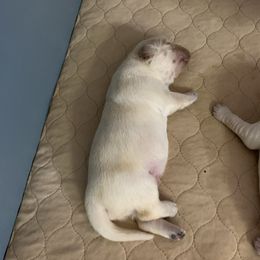 Cream Boy 1 - Light golden male Golden Retriever puppy in Sun City, California from Benjamin Irving Goldens