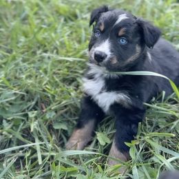 Blaze - Black tri-color male Australian Shepherd puppy in Nicholasville, Kentucky from Sugar Creek Aussies