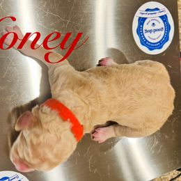 Honey - Apricot female Poodle puppy in Mobile, Alabama from Semmy’s Standard Poodle LLC