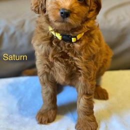 Goldendoodle Puppies from Zink Doodles