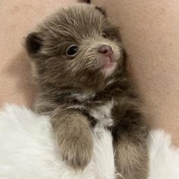 Nova - Blue parti male Pomeranian puppy in Plano, Texas from Madison Park Poms