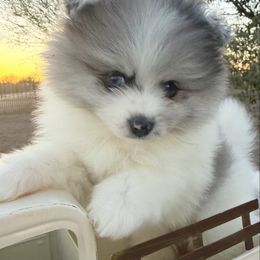 Rubble - Blue merle male Pomeranian puppy in Orange Grove, Texas from Davis Poms