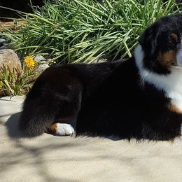 Australian Shepherds from Jamara Aussies