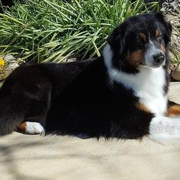 Australian Shepherds from Jamara Aussies
