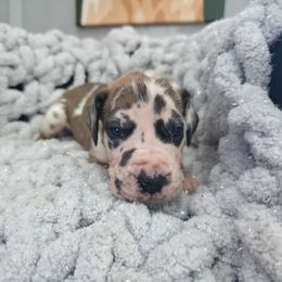 Rose - Harlequin female Great Dane puppy in Granby, Missouri from HCR Great Danes