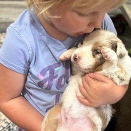 Aussiedoodle and Miniature Australian Shepherd Puppies from Kiely Krest Aussies & Doodles