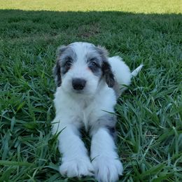 Aussiedoodle Puppies from Southwest Florida Doodles