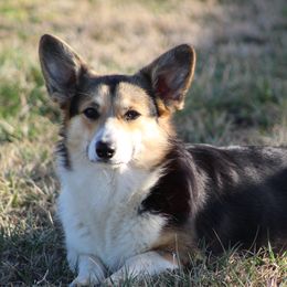 TBD - Pembroke Welsh Corgi