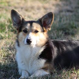 TBD - Pembroke Welsh Corgi