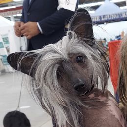 Missy - Chinese Crested