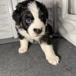 Girl 3-Black Tri - Black tri-color female Australian Shepherd puppy in Mayfield, Kentucky from Hamilton Farms