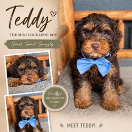 Teddy - Brown and tan male Cockapoo puppy in Millville, California from Hope Lane Kennels