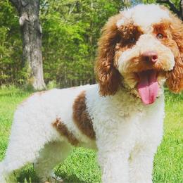 Noni - Cockapoo