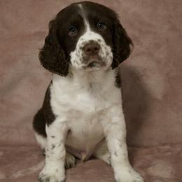 Blue Collar - Liver and white male English Springer Spaniel puppy in Dover Foxcroft, Maine from Northernwoods Springers
