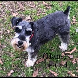 Hans - Miniature Schnauzer