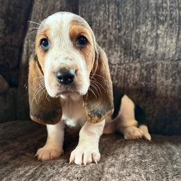 Jules - Black brown and white female Basset Hound puppy in New Mexico from Zia Trail Doxies