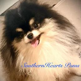 Tuono - Pomeranian