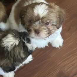 Shih Tzu Puppies from Liz Shih Tzu Cuties