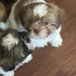 Shih Tzu Puppies from Liz Shih Tzu Cuties